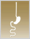 EXPLANT - Erlanger connection Esophagus, Stomach and Duodenum 60