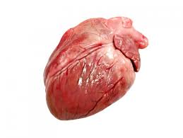 EXPLANT - Porcine Heart
