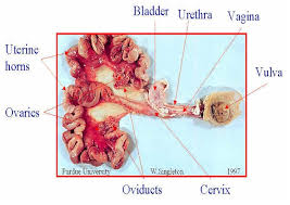 EXPLANTS - Uterus/Ovaries